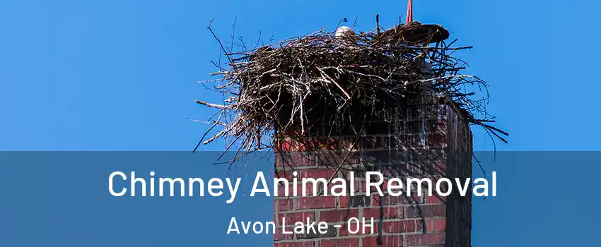  Chimney Animal Removal Avon Lake - OH