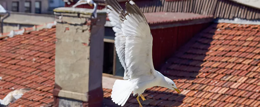 Residential Chimney Animal Removal Solution in Avon Lake, OH