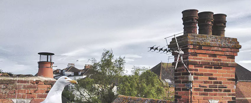 Chimney Cleaning And Restoration in Avon Lake, Ohio